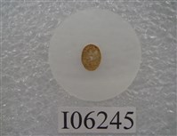 藏品(梁龍牙齒切片)的圖片